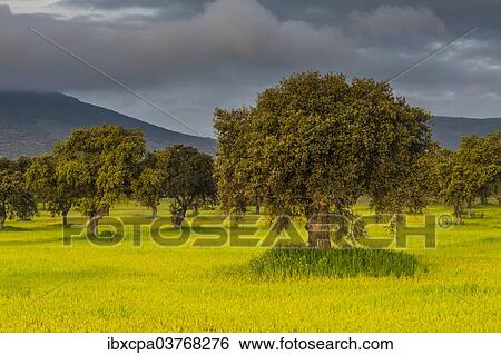 Stock Photograph - "Landscape with trees on meadow in morning light, at Quintana de la Serena, Extremadura, Spain, Europe". Fotosearch