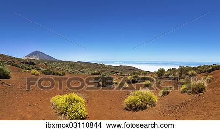"Landscape with vegetation typical of the Parque Nacional de las Canadas del Teide, Teide National Park, UNESCO World Natural Heritage Site, with Mount Teide volcano at the rear, Montijos, Lomo Incienso, Realejos, Tenerife, Canary Islands, Spain, Europe" View Large Photo Image Picture - "Landscape with vegetation typical of the Parque Nacional de las Canadas del Teide, Teide National Park, UNESCO World Natural Heritage Site, with Mount Teide volcano at the rear, Montijos, Lomo Incienso, Realejos, Tenerife, Canary Islands, Spain, Europe". Fotosearch