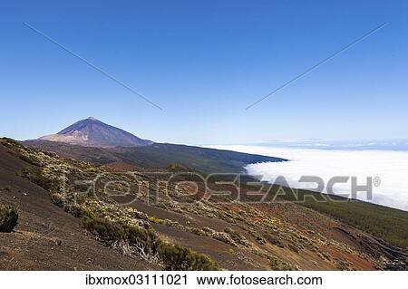 "Landscape with vegetation typical of the Parque Nacional de las Canadas del Teide, Teide National Park, UNESCO World Natural Heritage Site, with views towards the Atlantic Ocean, Aguamansa, Tenerife, Canary Islands, Spain, Europe" View Large Photo Image Stock Image - "Landscape with vegetation typical of the Parque Nacional de las Canadas del Teide, Teide National Park, UNESCO World Natural Heritage Site, with views towards the Atlantic Ocean, Aguamansa, Tenerife, Canary Islands, Spain, Europe". Fotosearch