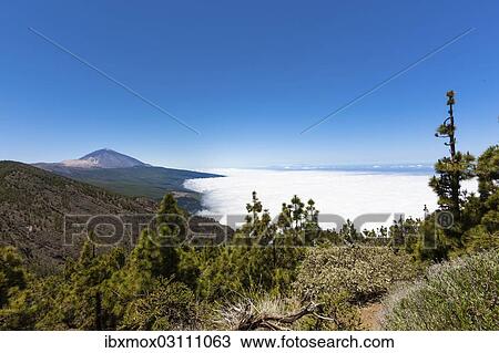 "Landscape with vegetation typical of the Parque Nacional de las Canadas del Teide, Teide National Park, UNESCO World Natural Heritage Site, with Mount Teide volcano at the rear, El Sauce, Canada Alta, Tenerife, Canary Islands, Spain, Europe" View Large Photo Image Stock Image - "Landscape with vegetation typical of the Parque Nacional de las Canadas del Teide, Teide National Park, UNESCO World Natural Heritage Site, with Mount Teide volcano at the rear, El Sauce, Canada Alta, Tenerife, Canary Islands, Spain, Europe". Fotosearch