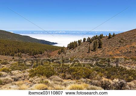 "Landscape with vegetation typical of the Parque Nacional de las Canadas del Teide, Teide National Park, UNESCO World Natural Heritage Site, with views towards the Atlantic Ocean, Las Llanadas, Palo Blanco, Tenerife, Canary Islands, Spain, Europe" View Large Photo Image Stock Photo - "Landscape with vegetation typical of the Parque Nacional de las Canadas del Teide, Teide National Park, UNESCO World Natural Heritage Site, with views towards the Atlantic Ocean, Las Llanadas, Palo Blanco, Tenerife, Canary Islands, Spain, Europe". Fotosearch