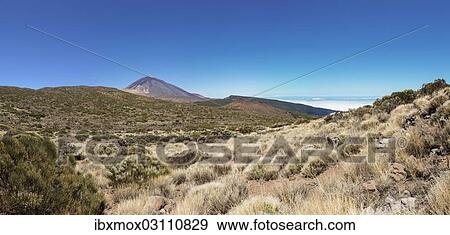 "Landscape with vegetation typical of the Parque Nacional de las Canadas del Teide, Teide National Park, UNESCO World Natural Heritage Site, with Mount Teide volcano at the rear, Montijos, Palo Blanco, Tenerife, Canary Islands, Spain, Europe" View Large Photo Image Stock Photo - "Landscape with vegetation typical of the Parque Nacional de las Canadas del Teide, Teide National Park, UNESCO World Natural Heritage Site, with Mount Teide volcano at the rear, Montijos, Palo Blanco, Tenerife, Canary Islands, Spain, Europe". Fotosearch