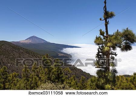 "Landscape with vegetation typical of the Parque Nacional de las Canadas del Teide, Teide National Park, UNESCO World Natural Heritage Site, with Mount Teide volcano at the rear, El Sauce, Canada Alta, Tenerife, Canary Islands, Spain, Europe" View Large Photo Image Stock Photo - "Landscape with vegetation typical of the Parque Nacional de las Canadas del Teide, Teide National Park, UNESCO World Natural Heritage Site, with Mount Teide volcano at the rear, El Sauce, Canada Alta, Tenerife, Canary Islands, Spain, Europe". Fotosearch