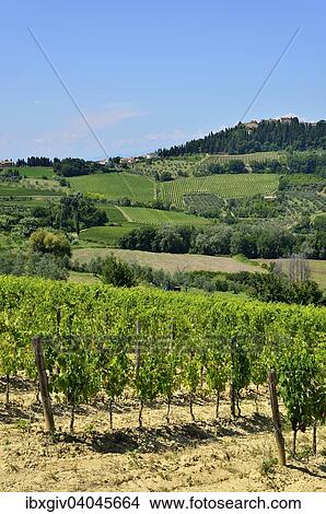 "Landscape with vineyards in the Chianti Classico wiwing area? Çï? Çï, Lecchi in Chianti, Province of Siena, Tuscany, Italy, Europe" View Large Photo Image Picture - "Landscape with vineyards in the Chianti Classico wiwing area? Çï? Çï, Lecchi in Chianti, Province of Siena, Tuscany, Italy, Europe". Fotosearch