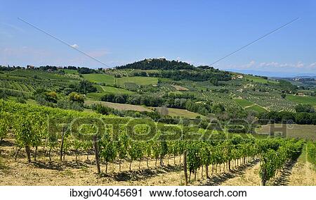 "Landscape with vineyards in the Chianti Classico wiwing area? Çï? Çï, Lecchi in Chianti, Province of Siena, Tuscany, Italy, Europe" View Large Photo Image Stock Image - "Landscape with vineyards in the Chianti Classico wiwing area? Çï? Çï, Lecchi in Chianti, Province of Siena, Tuscany, Italy, Europe". Fotosearch