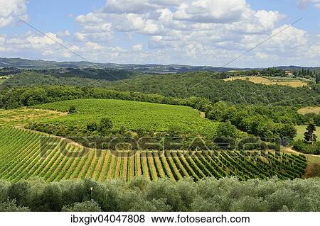 Stock Photo - "Landscape with vineyards, Monteriggioni, Province of Siena, Tuscany, Italy, Europe". Fotosearch