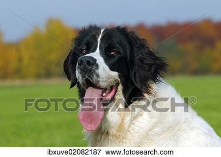 Stock Photo - "Landseer Dog (Canis lupus familiaris), portrait". Fotosearch
