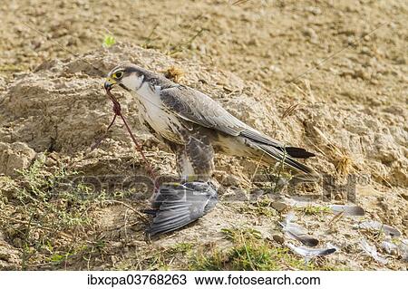 "Lanner Falcon (Falco biarmicus), Chambal River, Rajasthan, India, Asia" View Large Photo Image Stock Image - "Lanner Falcon (Falco biarmicus), Chambal River, Rajasthan, India, Asia". Fotosearch