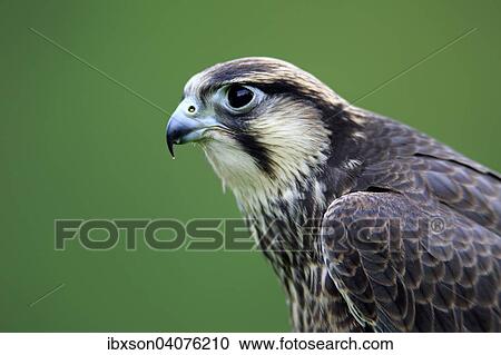 "Lanner Falcon (Falco biarmicus), adult, captive, Eifel, Germany, Europe" View Large Photo Image Stock Image - "Lanner Falcon (Falco biarmicus), adult, captive, Eifel, Germany, Europe". Fotosearch