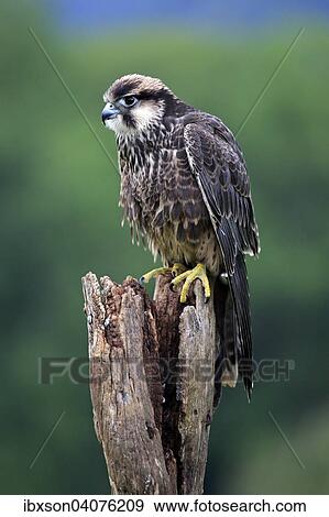 "Lanner Falcon (Falco biarmicus), adult, on perch, captive, Eifel, Germany, Europe" View Large Photo Image Stock Photo - "Lanner Falcon (Falco biarmicus), adult, on perch, captive, Eifel, Germany, Europe". Fotosearch