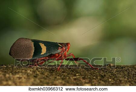 "Lantern Bug (Scamandra tethis), Tangkoko Batuangus Nature Reserve, Sulawesi, Indonesia, Asia" View Large Photo Image Stock Image - "Lantern Bug (Scamandra tethis), Tangkoko Batuangus Nature Reserve, Sulawesi, Indonesia, Asia". Fotosearch