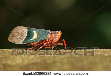 Stock Photography - "Lantern Bug (Scamandra tethis), Tangkoko Batuangus Nature Reserve, Sulawesi, Indonesia, Asia". Fotosearch