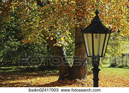 "Lantern in front of an autumn coloured deciduous tree, Uetersen, Schleswig-Holstein, Germany, Europe, PublicGround, Europe" View Large Photo Image Stock Image - "Lantern in front of an autumn coloured deciduous tree, Uetersen, Schleswig-Holstein, Germany, Europe, PublicGround, Europe". Fotosearch