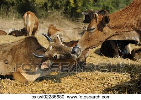 "Laotian cattle, Bali cattle or Banteng cattle in a pasture, near Phansavan, Laos, Southeast Asia, Asia" View Large Photo Image Stock Image - "Laotian cattle, Bali cattle or Banteng cattle in a pasture, near Phansavan, Laos, Southeast Asia, Asia". Fotosearch