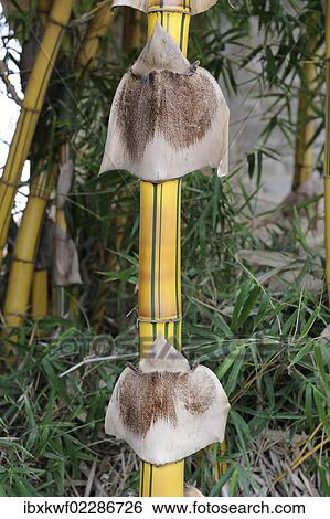 "Laotian spiecies of bamboo, probably Yellow bamboo with nodules, near Phansavan, Laos, Southeast Asia, Asia" View Large Photo Image Stock Photograph - "Laotian spiecies of bamboo, probably Yellow bamboo with nodules, near Phansavan, Laos, Southeast Asia, Asia". Fotosearch