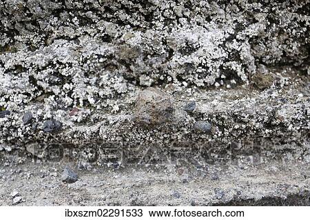 "Lapilli, volcanic bombs, in ash deposits, Kilauea, Hawaii Volcanoes National Park, USA" View Large Photo Image Stock Image - "Lapilli, volcanic bombs, in ash deposits, Kilauea, Hawaii Volcanoes National Park, USA". Fotosearch
