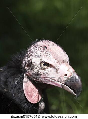 "Lappet-faced Vulture or Nubian Vulture (Aegypius tracheliotus, Torgos tracheliotus)" View Large Photo Image Stock Image - "Lappet-faced Vulture or Nubian Vulture (Aegypius tracheliotus, Torgos tracheliotus)". Fotosearch