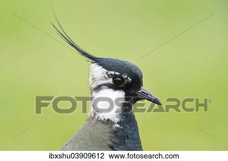 "Lapwing or Northern Lapwing (Vanellus vanellus), Burgenland, Austria, Europe" View Large Photo Image Stock Image - "Lapwing or Northern Lapwing (Vanellus vanellus), Burgenland, Austria, Europe". Fotosearch