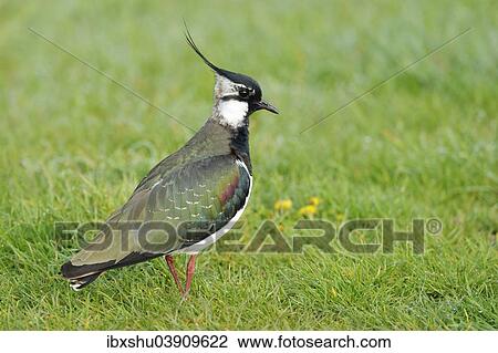 "Lapwing or Northern Lapwing (Vanellus vanellus), Burgenland, Austria, Europe" View Large Photo Image Stock Image - "Lapwing or Northern Lapwing (Vanellus vanellus), Burgenland, Austria, Europe". Fotosearch
