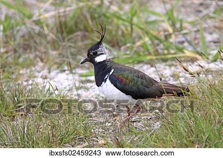 "Lapwing (Vanellus vanellus), Illmitz, Burgenland, Austria, Europe" View Large Photo Image Stock Image - "Lapwing (Vanellus vanellus), Illmitz, Burgenland, Austria, Europe". Fotosearch