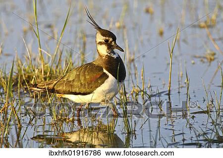 "Lapwing (vanellus vanellus), Burgenland, Austria, Europe" View Large Photo Image Stock Photograph - "Lapwing (vanellus vanellus), Burgenland, Austria, Europe". Fotosearch