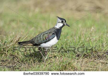 "Lapwing (Vanellus vanellus), young, on a meadow, North Rhine-Westphalia, Germany, Europe" View Large Photo Image Stock Image - "Lapwing (Vanellus vanellus), young, on a meadow, North Rhine-Westphalia, Germany, Europe". Fotosearch