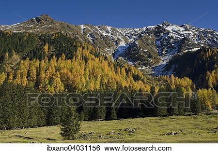 "Larch forest in Sellraintal, behind Freihut, St. Sigmund Sellraintal, Tyrol, Austria, Europe" View Large Photo Image Stock Photograph - "Larch forest in Sellraintal, behind Freihut, St. Sigmund Sellraintal, Tyrol, Austria, Europe". Fotosearch