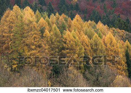 "Larch forest (Larix decidua) in the autumn, Franconian Switzerland, Bavaria, Germany, Europe" View Large Photo Image Stock Image - "Larch forest (Larix decidua) in the autumn, Franconian Switzerland, Bavaria, Germany, Europe". Fotosearch