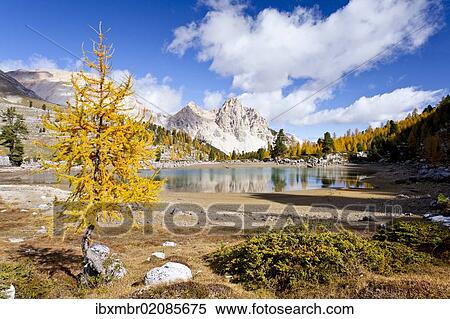Stock Photography - "Larch tree in autumnal colours at Schottersee Lake, Mt Pareispitze or Col Bechei at back, Fanes-Sennes Nature Park, Alta Pustaria valley above Perdue, Dolomites, South Tyrol, Italy, Europe". Fotosearch