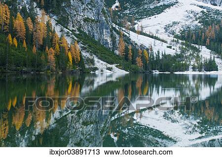 "Larch trees with autumnal discolouring, reflections in Pragser Wildsee or Lake Prags, Dolomites, South Tyrol, Italy, Europe" View Large Photo Image Stock Image - "Larch trees with autumnal discolouring, reflections in Pragser Wildsee or Lake Prags, Dolomites, South Tyrol, Italy, Europe". Fotosearch