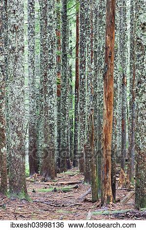 "Larch trunks in the Columbia River Gorge, Portland, Oregon, United States, North America" View Large Photo Image Stock Photograph - "Larch trunks in the Columbia River Gorge, Portland, Oregon, United States, North America". Fotosearch