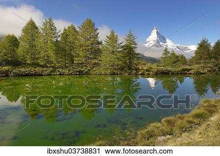 "Larches (Larix) at Lake Grindjisee, in front of the Matterhorn, Valais Alps, Canton of Valais, Switzerland, Europe" View Large Photo Image Stock Image - "Larches (Larix) at Lake Grindjisee, in front of the Matterhorn, Valais Alps, Canton of Valais, Switzerland, Europe". Fotosearch