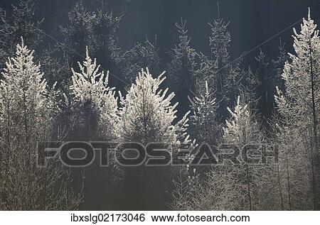 "Larches with hoarfrost, backlit, Bavarian State Forest near Raubling, Bavaria, Germany, Europe" View Large Photo Image Stock Photograph - "Larches with hoarfrost, backlit, Bavarian State Forest near Raubling, Bavaria, Germany, Europe". Fotosearch