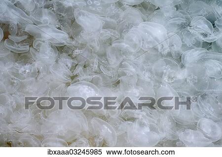 "Large accumulation of Common Jellyfish (Aurelia aurita) in shallow water, Black Sea, Yalta, Crimea, Ukraine, Europe" View Large Photo Image Stock Photography - "Large accumulation of Common Jellyfish (Aurelia aurita) in shallow water, Black Sea, Yalta, Crimea, Ukraine, Europe". Fotosearch