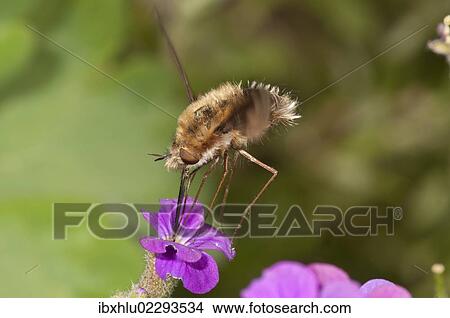 "Large bee fly (Bombylius major) sucking nectar from an aubrieta (Aubrieta) Untergroeningen, Baden-Wuerttemberg, Germany, Europe" View Large Photo Image Picture - "Large bee fly (Bombylius major) sucking nectar from an aubrieta (Aubrieta) Untergroeningen, Baden-Wuerttemberg, Germany, Europe". Fotosearch