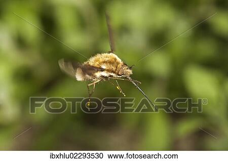 "Large bee fly (Bombylius major), Untergroeningen, Baden-Wuerttemberg, Germany, Europe" View Large Photo Image Stock Image - "Large bee fly (Bombylius major), Untergroeningen, Baden-Wuerttemberg, Germany, Europe". Fotosearch