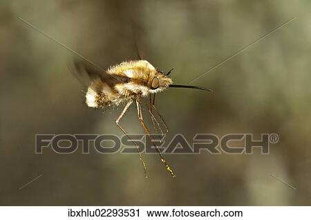 "Large bee fly (Bombylius major), Untergroeningen, Baden-Wuerttemberg, Germany, Europe" View Large Photo Image Stock Image - "Large bee fly (Bombylius major), Untergroeningen, Baden-Wuerttemberg, Germany, Europe". Fotosearch