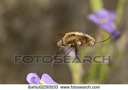 Stock Image - "Large bee fly (Bombylius major) approaching an aubrieta (Aubrieta), Untergroeningen, Baden-Wuerttemberg, Germany, Europe". Fotosearch