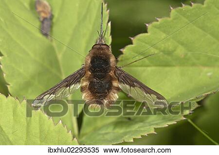 "Large bee fly (Bombylius major) basking, Untergroeningen, Baden-Wuerttemberg, Germany, Europe" View Large Photo Image Stock Photography - "Large bee fly (Bombylius major) basking, Untergroeningen, Baden-Wuerttemberg, Germany, Europe". Fotosearch