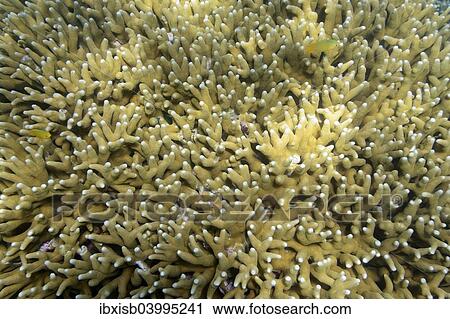 Stock Image - "Large blocks of Stone corals (Seriatopora spec. ) in the coral reef, Northern Bali, Bali, Indonesia, Asia". Fotosearch
