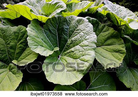 "Large Butterbur (Petasitidis folium) leaves in the Wutach Gorge, Black Forest, Baden-Wuerttemberg, Germany, Europe" View Large Photo Image Stock Photo - "Large Butterbur (Petasitidis folium) leaves in the Wutach Gorge, Black Forest, Baden-Wuerttemberg, Germany, Europe". Fotosearch