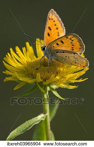 "Large Copper (Lycaena dispar) on a British Yellowhead (Inula britannica), Burgenland, Austria, Europe" View Large Photo Image Picture - "Large Copper (Lycaena dispar) on a British Yellowhead (Inula britannica), Burgenland, Austria, Europe". Fotosearch