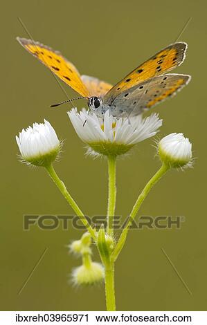 "Large Copper (Lycaena dispar), Burgenland, Austria, Europe" View Large Photo Image Stock Image - "Large Copper (Lycaena dispar), Burgenland, Austria, Europe". Fotosearch