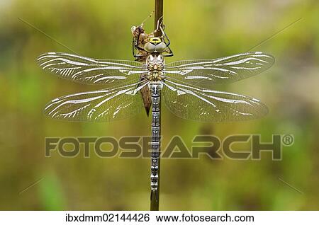 "Large Emperor Dragonfly (Anax imperator), freshly hatched, still drying and not fully coloured, Bavaria, Germany, Europe" View Large Photo Image Stock Photograph - "Large Emperor Dragonfly (Anax imperator), freshly hatched, still drying and not fully coloured, Bavaria, Germany, Europe". Fotosearch