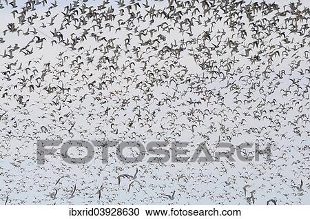 "Large flock of birds, Golden Plovers (Pluvialis apricaria), Fehmarn Island, Schleswig-Holstein, Germany, Europe" View Large Photo Image Stock Image - "Large flock of birds, Golden Plovers (Pluvialis apricaria), Fehmarn Island, Schleswig-Holstein, Germany, Europe". Fotosearch