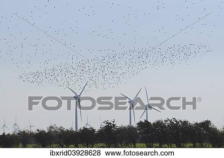 "Large flock of birds in front of wind turbines, Fehmarn Island, Schleswig-Holstein, Germany, Europe" View Large Photo Image Stock Photo - "Large flock of birds in front of wind turbines, Fehmarn Island, Schleswig-Holstein, Germany, Europe". Fotosearch
