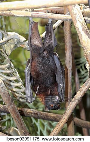 "Large flying fox (Pteropus vampyrus), adult male, resting, native to Southeast Asia, captive" View Large Photo Image Stock Photography - "Large flying fox (Pteropus vampyrus), adult male, resting, native to Southeast Asia, captive". Fotosearch