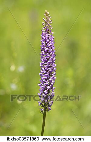 Stock Image - "Large Fragrant Orchid (Gymnadenia conopsea), flowering, Jena, Thuringia, Germany, Europe". Fotosearch