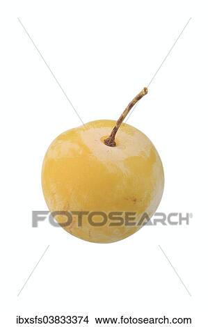 Large Green Greengage View Large Photo Image Picture - Large Green Greengage. Fotosearch
