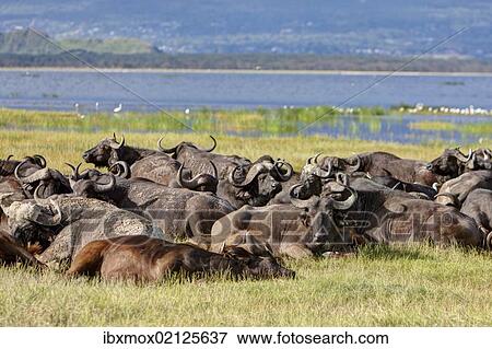 "Large group of African buffalos (Syncerus caffer) lying at Lake Nakuru, Lake Nakuru National Park, Kenya, East Africa, Africa, PublicGround, Africa" View Large Photo Image Stock Photo - "Large group of African buffalos (Syncerus caffer) lying at Lake Nakuru, Lake Nakuru National Park, Kenya, East Africa, Africa, PublicGround, Africa". Fotosearch